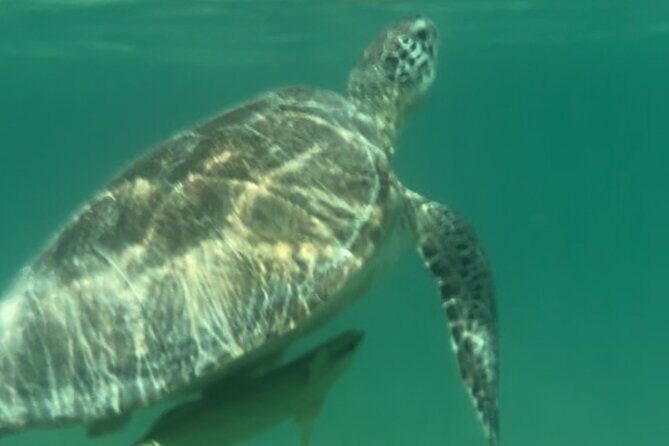 Private VW Beetle Tour to See Mexican Birds, Turtles & Monkeys - FAQ