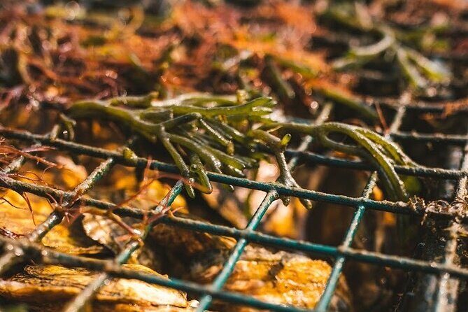 Private West Passage Oyster Tasting Aquaculture Tour - An In-Depth Look at the Tour