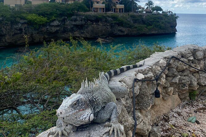 Private Westcoast Beachhop Tour. Turtle beach, grote knip & More - Pricing and Value