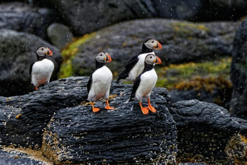 Private Westman Islands with Puffins and Belugas (Up to 8p) - The Essentials of the Tour
