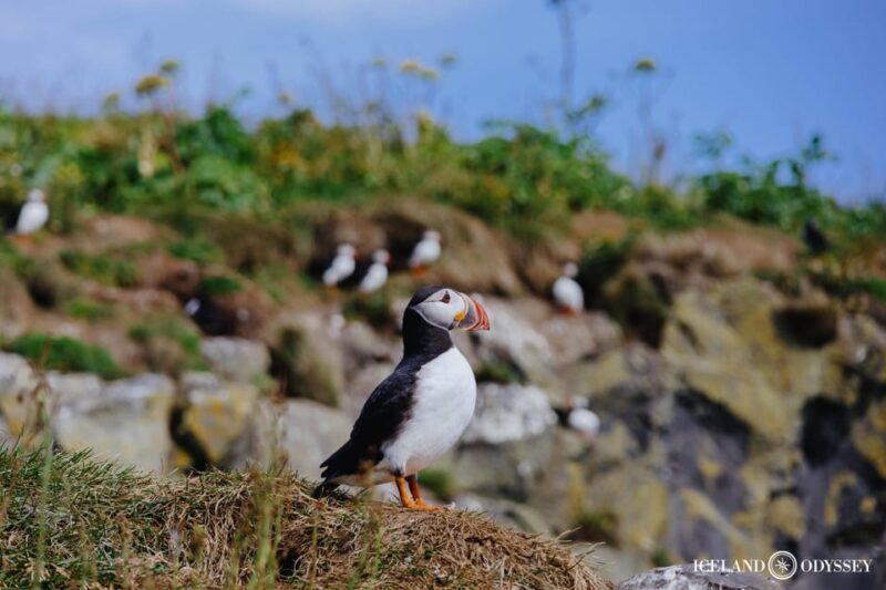 Private Westman Islands with Puffins and Belugas (Up to 8p) - Final Thoughts