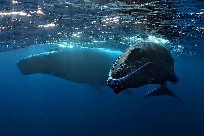 Private Whale Outing on the Tahiti Peninsula - Introducing the Private Whale Outing on the Tahiti Peninsula