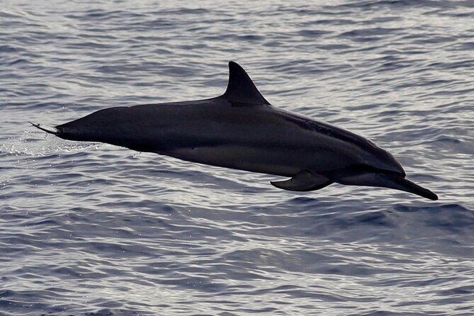 Private Whale Outing on the Tahiti Peninsula - Who Will Love This Tour?