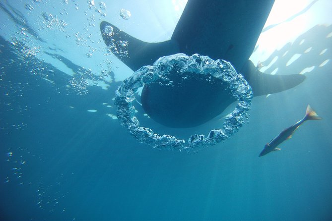 Private Whale Shark All Inclusive Experience - Natural Reserve Fee