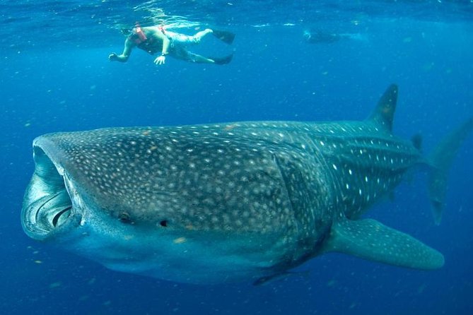 Private Whale Shark Ecofriendly Tour From Cancun - Traveler Reviews