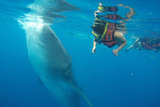 Private Whale Shark Tour from Playa del Carmen - An In-Depth Look at the Whale Shark Snorkel Experience