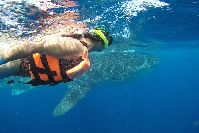 Private Whale Shark Tour from Playa del Carmen - What Sets This Tour Apart?