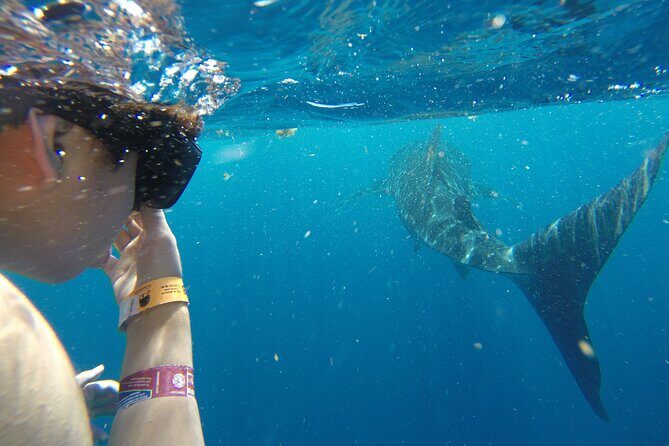 Private Whale Shark Tour from Playa del Carmen - FAQ