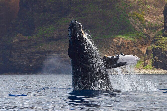 Private Whale Watch and Snorkel off Kaua'i - The Experience: What You Can Expect from This Private Kaua’i Tour