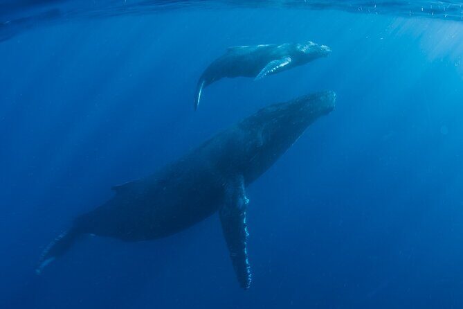 Private Whale Watch and Snorkel off Kaua'i - Why Choose This Tour?