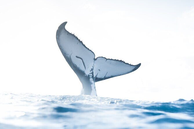 Private Whale Watching Activity - Key Points