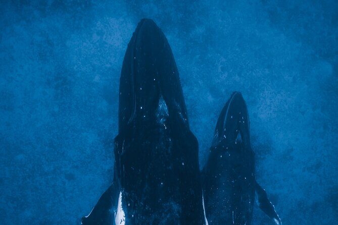 Private Whale Watching Activity - Insights from Reviewers