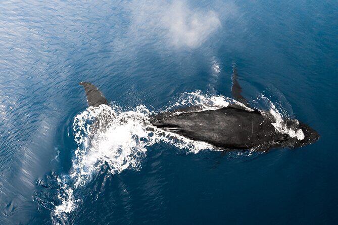 Private Whale Watching Activity - Who Would Enjoy This Tour Most?