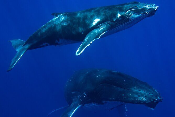 Private Whale Watching Adventure in Mo'orea - The Itinerary: What to Expect on Your Whale Watching Day
