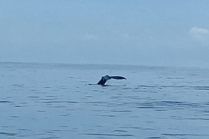 Private Whale Watching and Dolphin Excursion - Included Amenities and Services