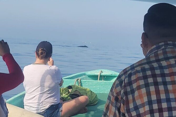 private whale watching at sunset - Key Points