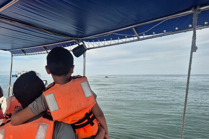 private whale watching at sunset - The Sum Up