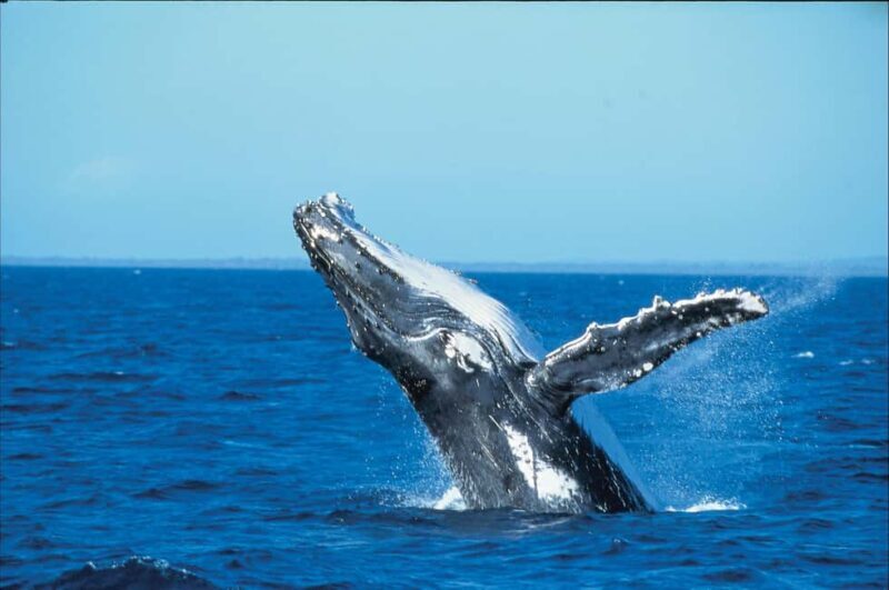 Private: Whale-Watching & Beach Escape from Punta Cana - An In-Depth Look at the Tour Experience