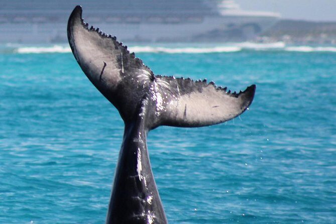 Private Whale Watching Charter (Grand Turk) - An In-Depth Look at the Whale Watching Experience in Grand Turk  