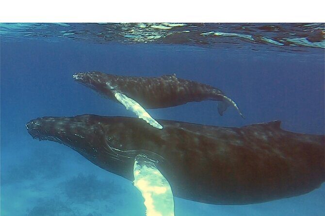 Private Whale Watching Charter (Grand Turk) - FAQ  