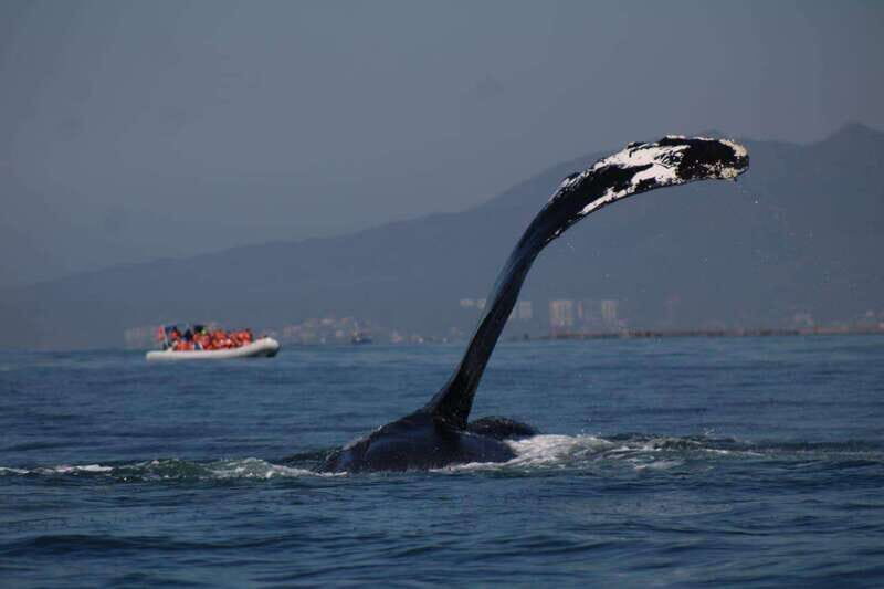 Private whale watching in mazatlan - Key Points