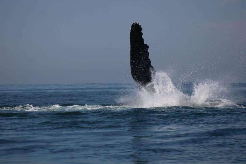 Private whale watching in mazatlan - An In-Depth Look at Your Marine Adventure in Mazatlan