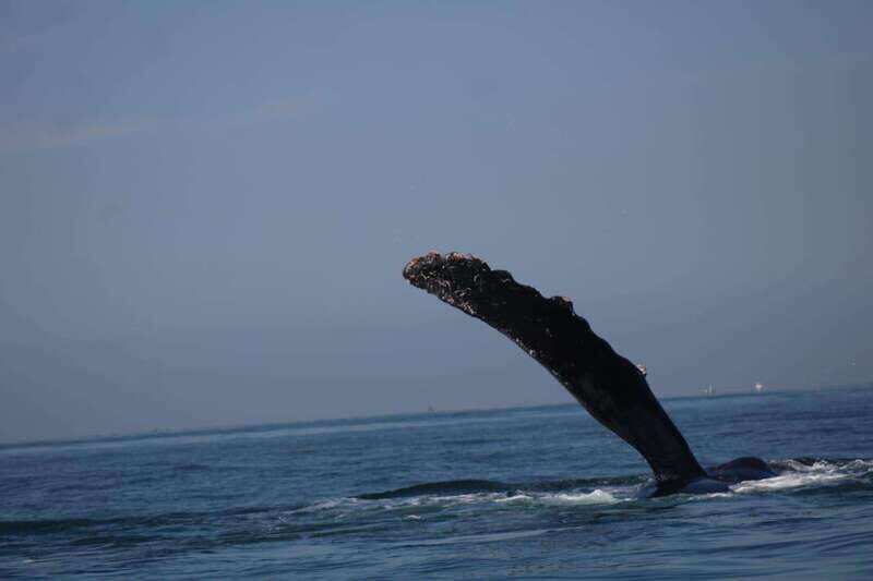 Private whale watching in mazatlan - Final Thoughts