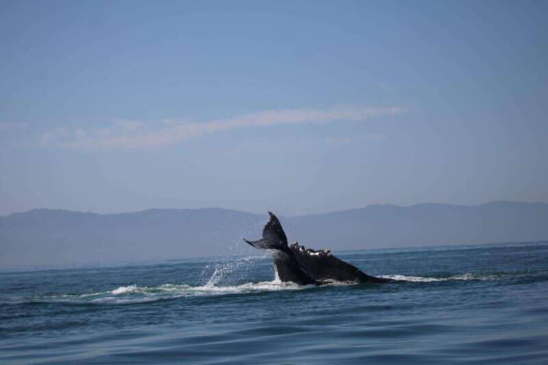Private whale watching in mazatlan - FAQs