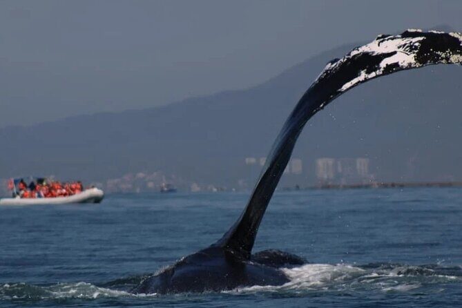 Private whale watching in Puerto Vallarta for 3 Hours - Key Points