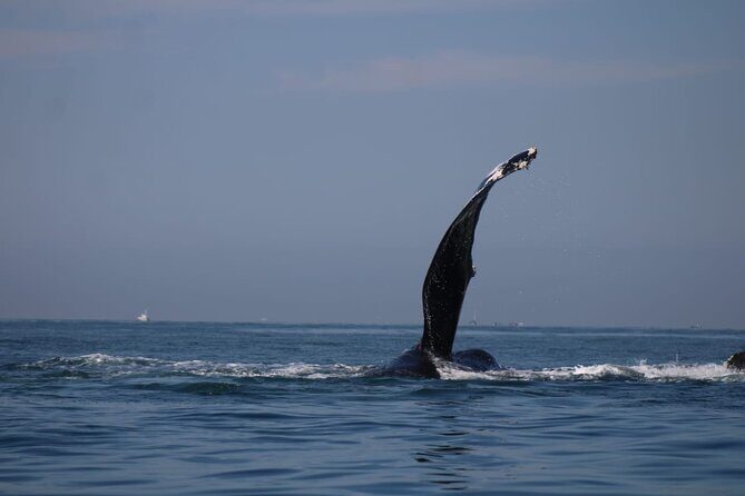 Private whale watching in Puerto Vallarta for 3 Hours - An In-Depth Look at the Whale Watching Tour