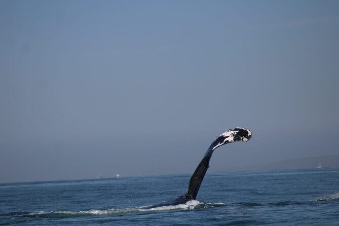 Private whale watching in Puerto Vallarta for 3 Hours - The Sum Up