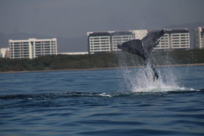 Private whale watching in Puerto Vallarta for 3 Hours - FAQ