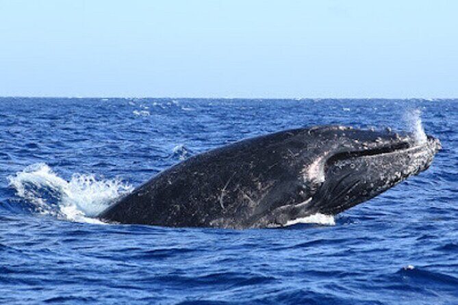 Private Whale Watching in San Jose Del Cabo snack,drinks,Warranty - FAQ