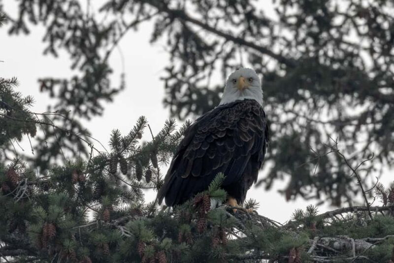 Private Whale Watching Nanaimo - Open Boat - An Honest Look at a Unique Marine Adventure