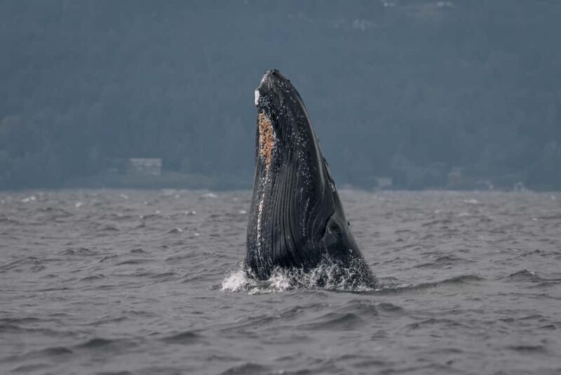 Private Whale Watching Nanaimo - Open Boat - What’s Included and What You Should Consider