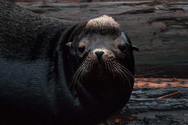 Private Whale Watching Nanaimo - Semi-Covered Boat - Comparing to Other Options  