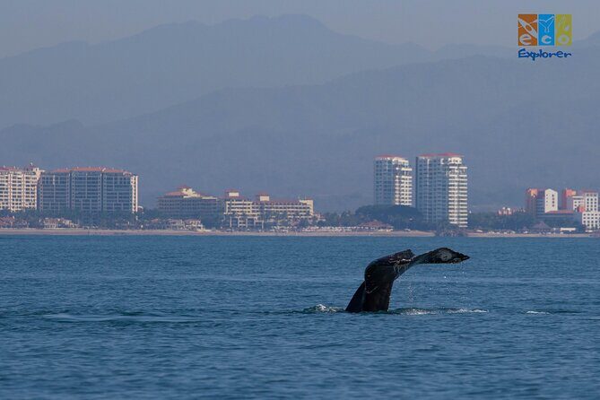 Private Whale watching Puerto Vallarta - Who Will Love This Tour?