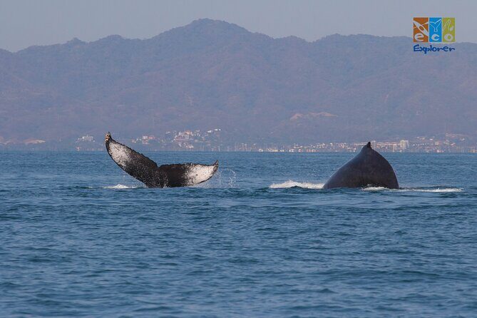Private Whale watching Puerto Vallarta - FAQs