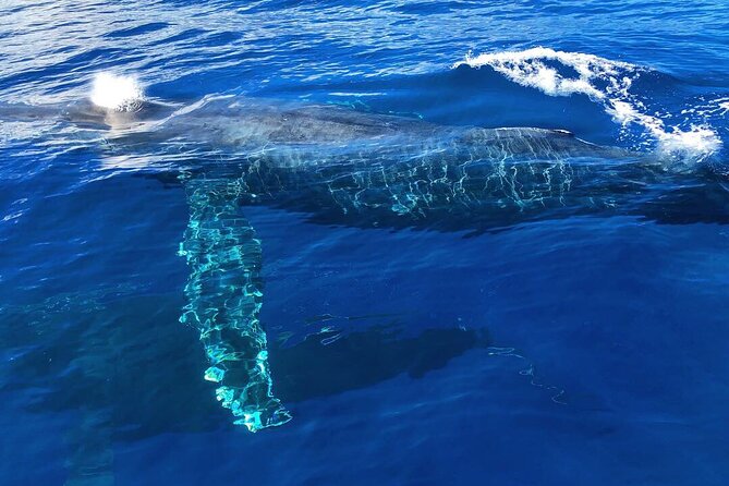 Private Whale Watching Safari From North Shore Oahu - What to Expect on Your Safari