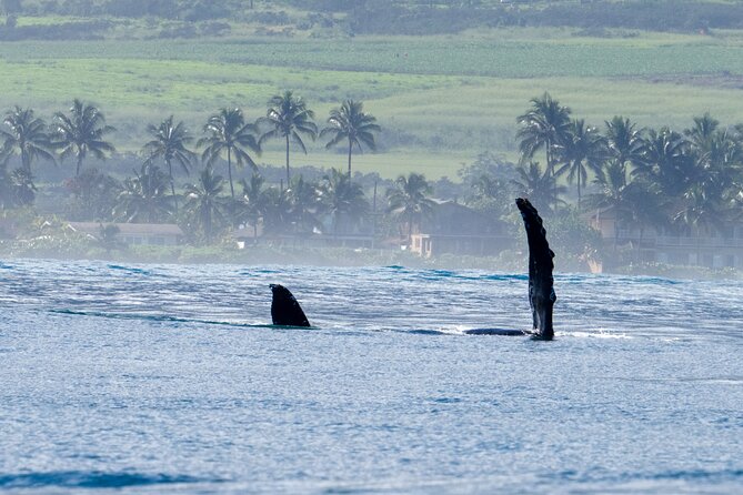 Private Whale Watching Safari From North Shore Oahu - Meeting Point and Parking Information