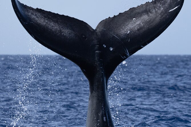 Private Whale Watching Safari From North Shore Oahu - Accessibility Features for All Travelers