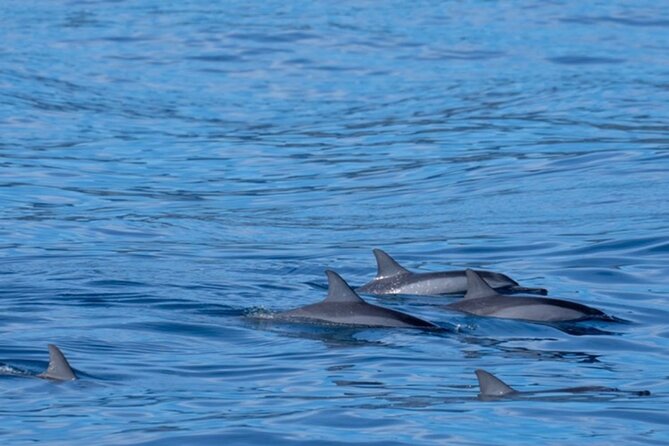 Private Whale Watching Safari From North Shore Oahu - Booking and Cancellation Policy