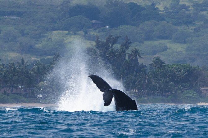 Private Whale Watching Safari From North Shore Oahu - The Sum Up