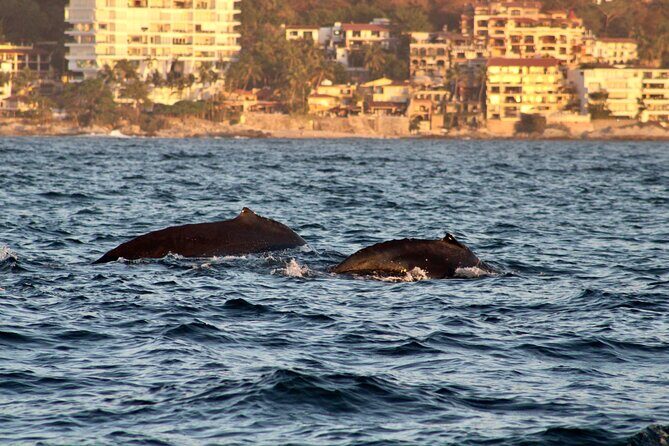 Private Whale Watching Sailing Tour - The Sum Up