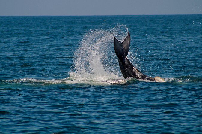 Private Whale Watching Sailing Tour - FAQs