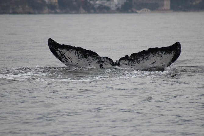 Private Whale Watching Tour in Puerto Vallarta - Whale Watching Season