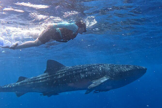 Private Whale Watching Tours in Isla Mujeres - The Experience: What Travelers Say