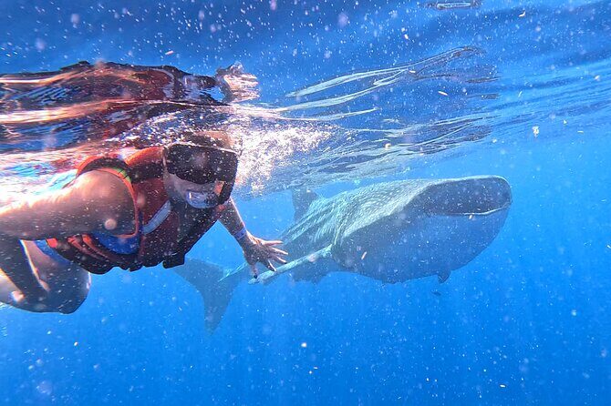 Private Whale Watching Tours in Isla Mujeres - Practicalities and Considerations