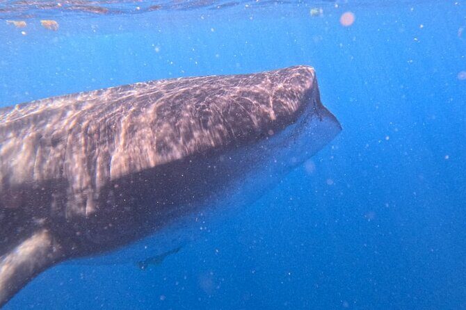 Private Whale Watching Tours in Isla Mujeres - The Sum Up: Is This Tour Worth It?