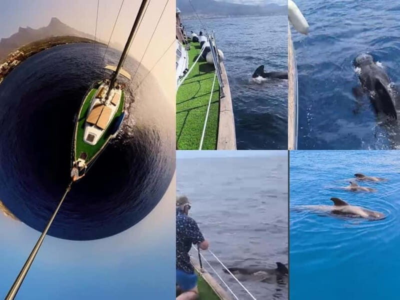 Private Whales & Dolphins Excursion: for you exclusively! - Key Points